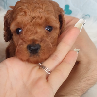 Cuccioli di barboncino toy red