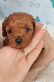 Cuccioli di barboncino toy red