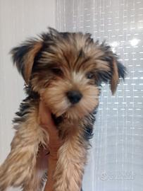 Yorkshire terrier