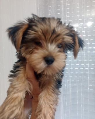 Yorkshire terrier
