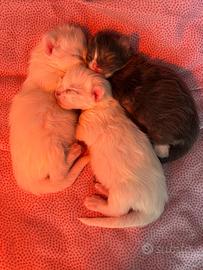 Maine Coon prenotabili