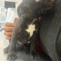 Staffy