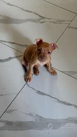 Pitbull red nose