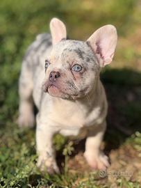 Cucciolo bulldog francese