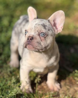 Cucciolo bulldog francese