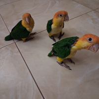 Pappagallo caicco testa gialla