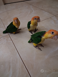 Pappagallo caicco testa gialla