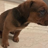 Cucciolo di due mesi