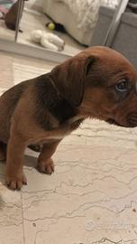 Cucciolo di due mesi