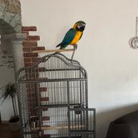 Ara ararauna gialloblu