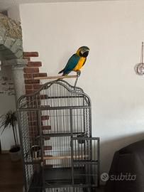 Ara ararauna gialloblu