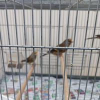 Ibride di cardellino