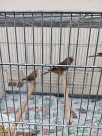 Ibride di cardellino