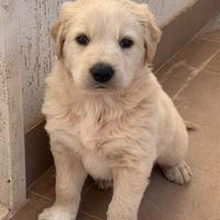 Cucciolo simil Labrador /Maremmano