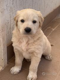 Cucciolo simil Labrador /Maremmano