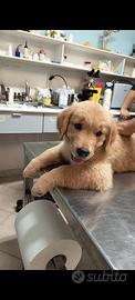 Cucciola Golden Retriever linea americana