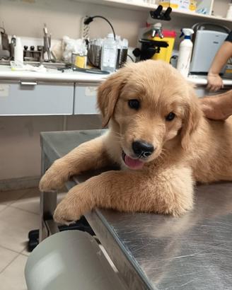 Cucciola Golden Retriever linea americana