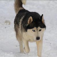 Siberian Husky femmine