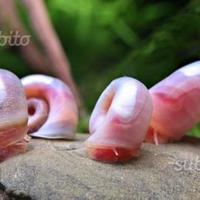 Planorbarius Corneus rosa, lumache per acquario