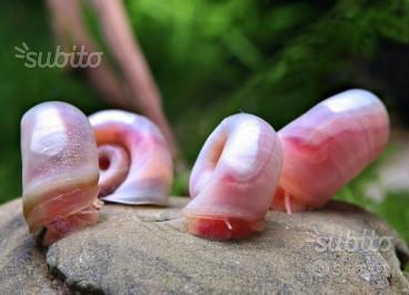 Planorbarius Corneus rosa, lumache per acquario