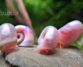 Planorbarius Corneus rosa, lumache per acquario