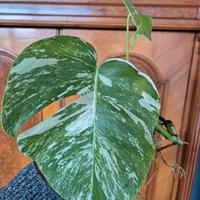 Monstera Deliciosa Variegata