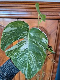 Monstera Deliciosa Variegata