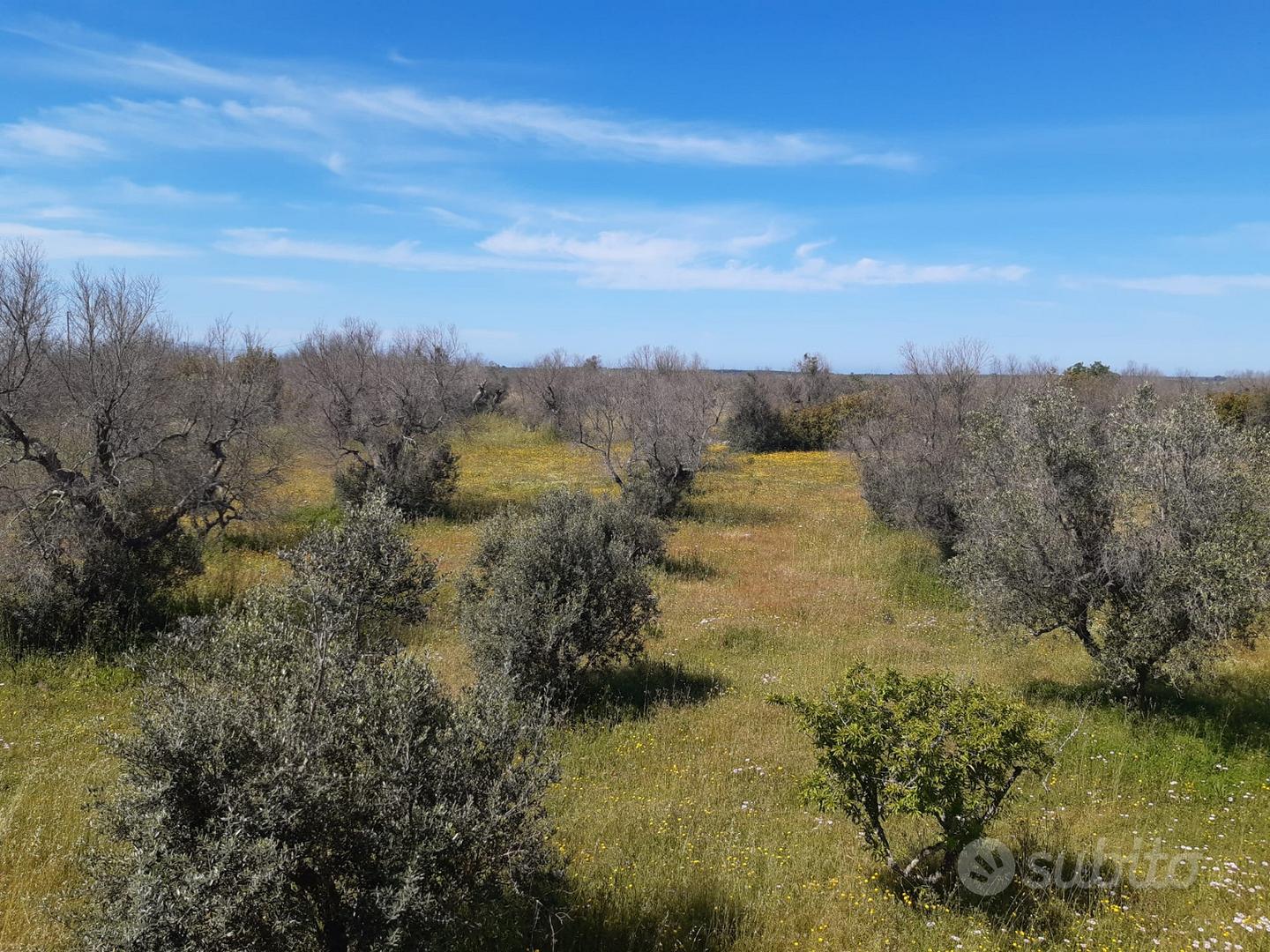 Terreno Uliveto Casa Campagna Rustico Salento - Vista 3