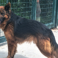 Scheggia 5 anni pastore tedesco