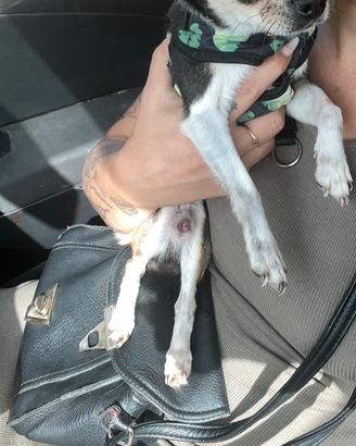 Chihuahua toy per monta