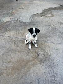 Incrocio Corso-Dalmata