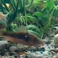 Corydoras aeneus corydoras palestus xl