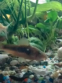 Corydoras aeneus corydoras palestus xl