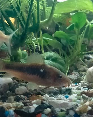 Corydoras aeneus corydoras palestus xl
