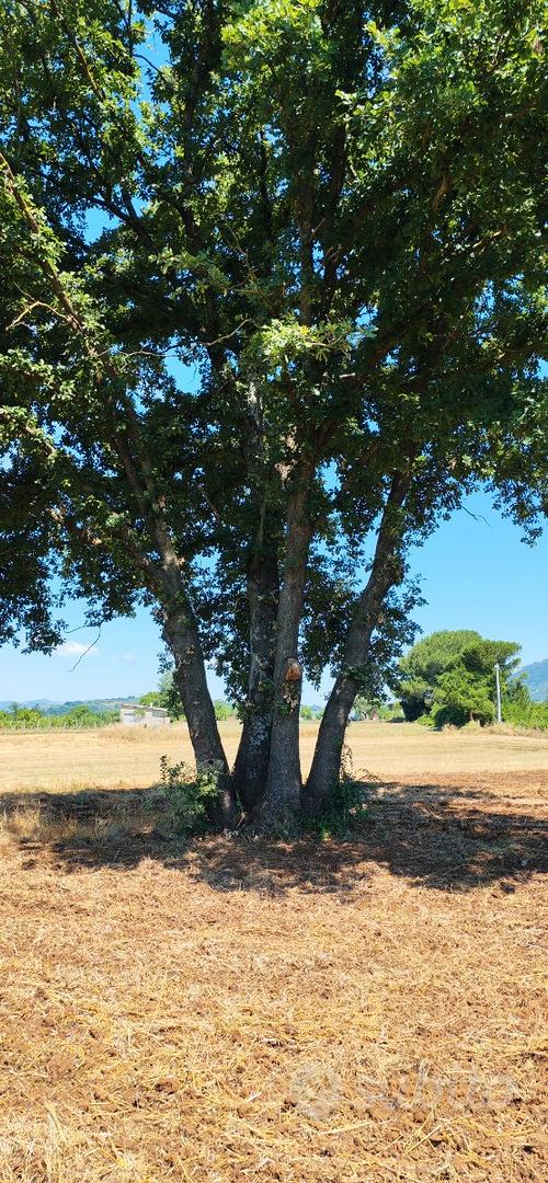 Terreno agricolo - Vista 5