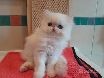 Gatti persiani