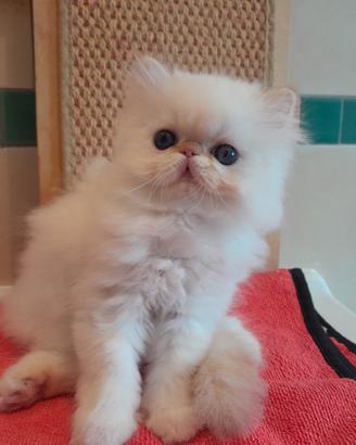Gatti persiani