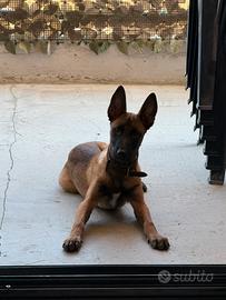 Cucciolo di pastore belga malinois