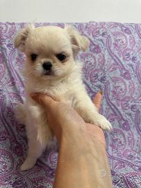 cuccioli di chihuahua bianchi a pelo lungo 