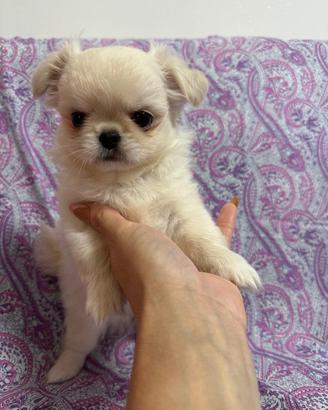 cuccioli di chihuahua bianchi a pelo lungo 