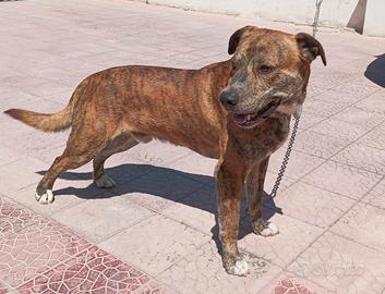 Similpitbull tigrato