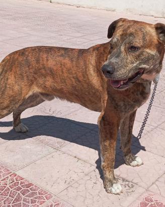 Similpitbull tigrato