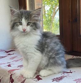 Cucciolo di gatto norvegese delle foreste