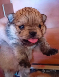 Volpino di pomerania