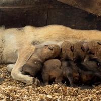 Cuccioli di lupo cecoslovacco