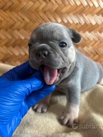 Cucciolo di bulldog francese