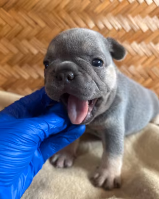 Cucciolo di bulldog francese