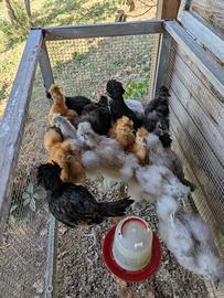 Polli di gallina Morosetta e Padovana