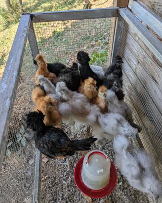 Polli di gallina Morosetta e Padovana