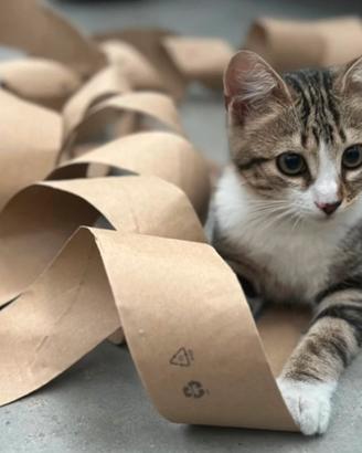 Gioco per gatti